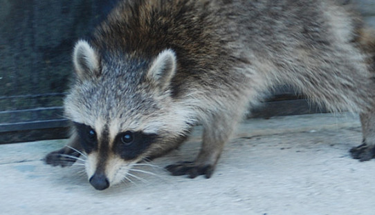 Raccoon Removal in West Lafayette