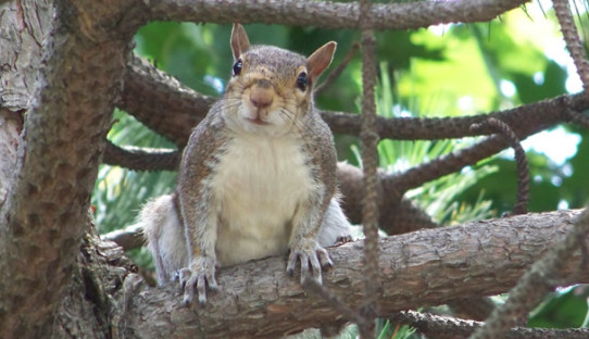 Squirrel Removal in West Lafayette